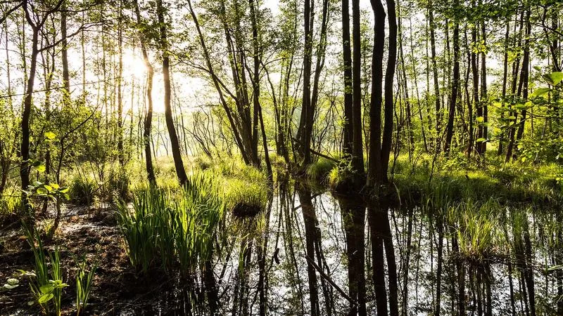 Mapa Puszczy Kampinoskiej dla rowerzystów