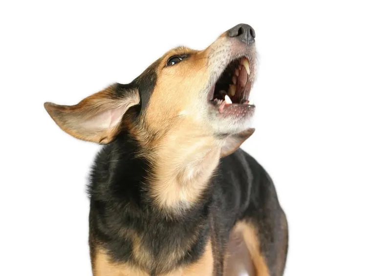 Oduczanie psa szczekania na rowery