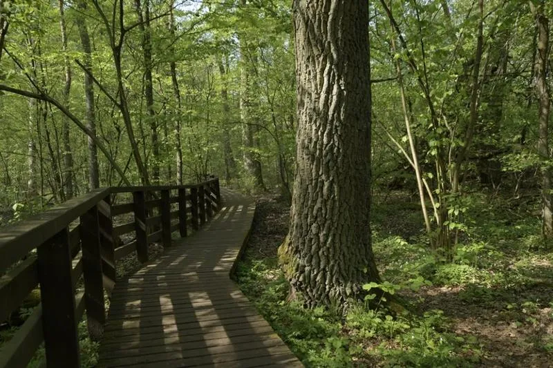 Przewodnik po szlakach Kampinos