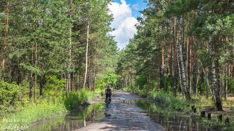 Przyroda Puszcza Kampinoska flora i fauna